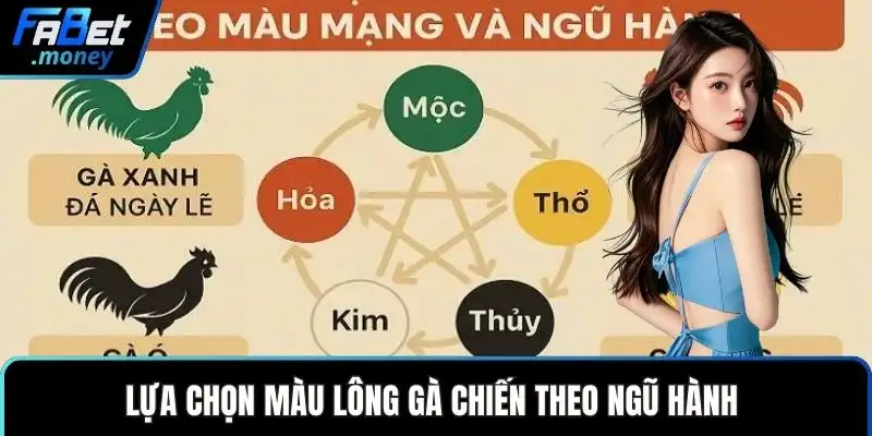 Lựa chọn màu lông gà chiến theo ngũ hành