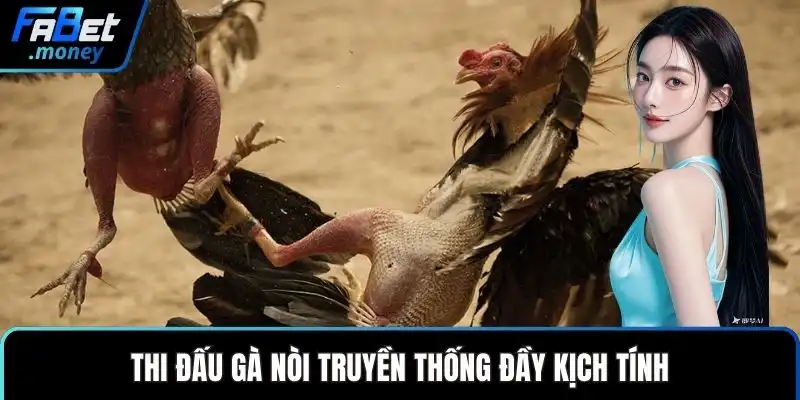 Thi đấu gà nòi truyền thống đầy kịch tính