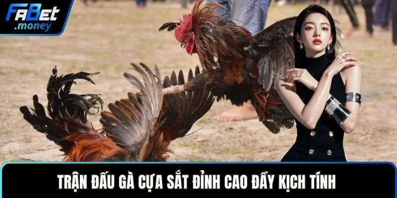 Trận đấu gà cựa sắt đỉnh cao đầy kịch tính